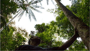 SOS Amazonia SOS Amazonia